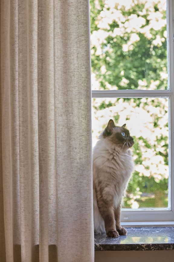 Molle-ivory-cat-closeup.jpg